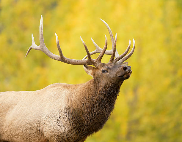 A magnificent male elk caught standing in a field in Colorado.