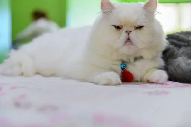 Photo of Cute white Persian cat sitting on table