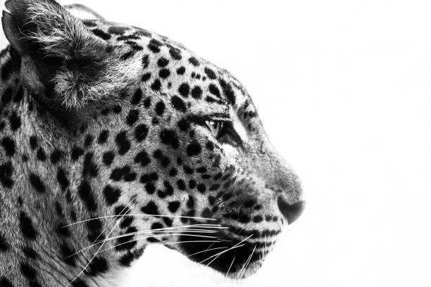 Leopard portrait. Late afternoon sun highlights his figure against the shadows. Characteristic patterns and textures a of fur are clearly visible.