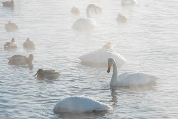 istock Whooper swans swimming in the lake 1176367364