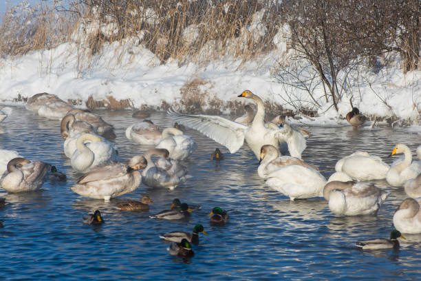 istock Whooper swans swimming in the lake 1176367421