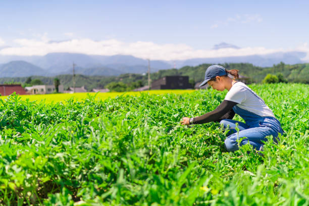 istock Young woman working on farm 1176368038