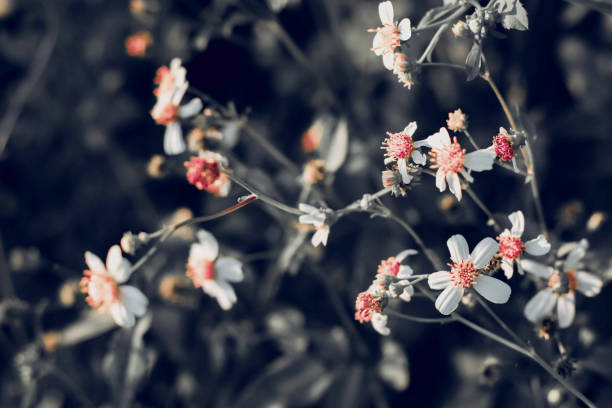 istock Lovely white grass flower in the meadow 1176369135