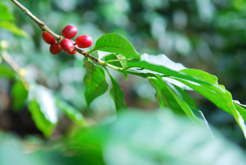 Red coffee cherries on a branch ready to harvest