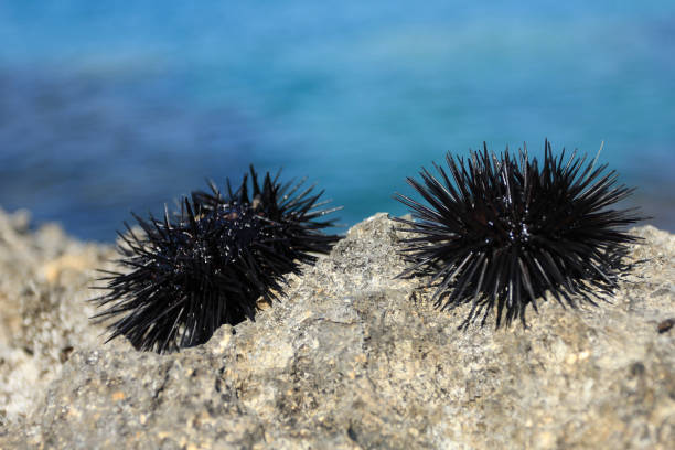 Two live sea urchins on a rock Two live sea urchins on a rock on a bright background of blue water sea urchin stock pictures, royalty-free photos & images
