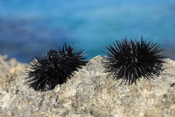 Two live sea urchins on a rock on a bright background of blue water
