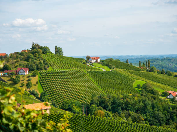 istock Vineyards in southern Styria, Austria 1176372547
