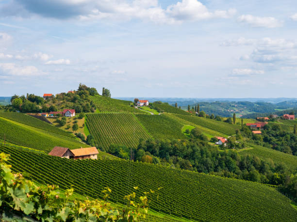 istock Vineyards in southern Styria, Austria 1176372548