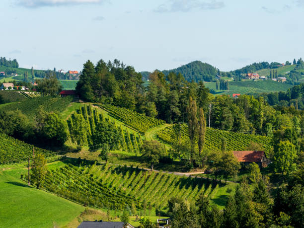 istock Vineyards in southern Styria, Austria 1176372795