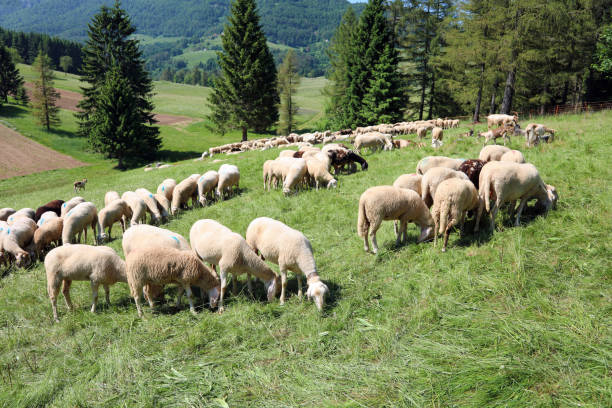 istock sheep grazes on the moutain meadow in summer 1176373938