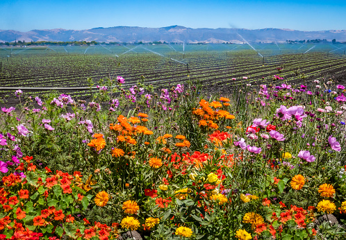Colorful flowers are planted near a field of agricultural crops, as a field irrigation sprinkler system waters farmland in the Salinas Valley of central California, in Monterey County.