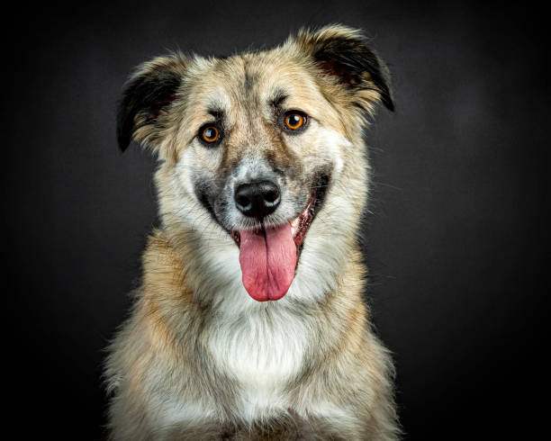 犬 - photography portrait fine art portrait dog ストックフォトと画像