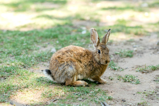 istock Wild rabbit on Lokrum island, Croatia 1176375603