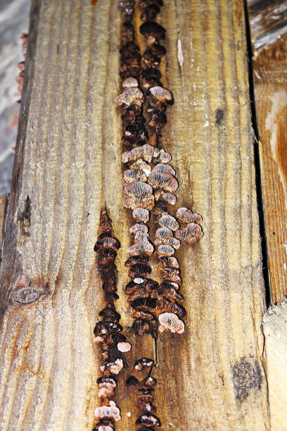 istock Gloeophyllum abietinum decay on construction wood 1176375625