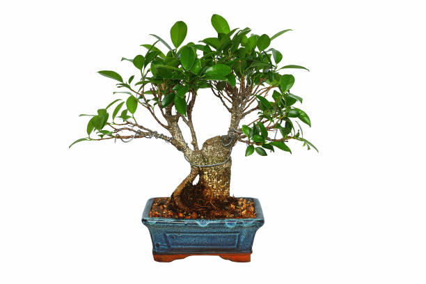ficus tiger bark bonsai isolated over white background ficus tiger bark bonsai isolated over white background ( Ficus retusa ) ficus microcarpa bonsai stock pictures, royalty-free photos & images