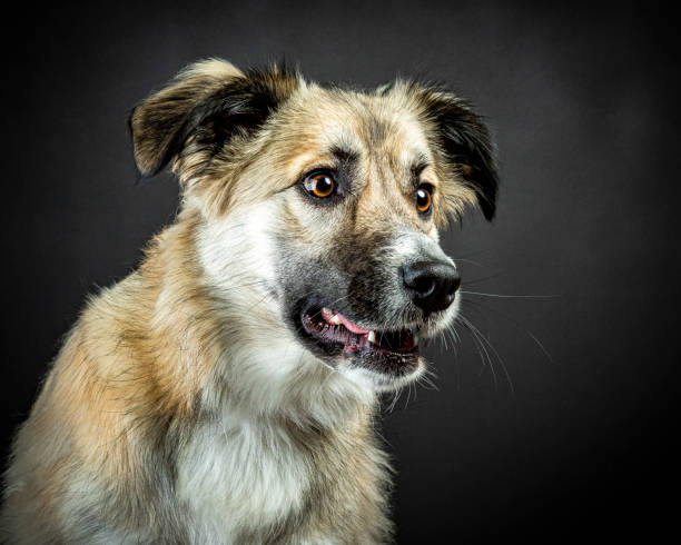 犬 - photography portrait fine art portrait dog ストックフォトと画像