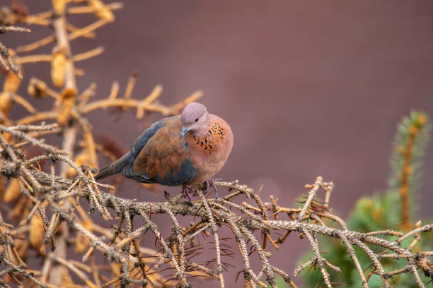 Laughing Dove perched on a branch. Spilopelia senegalensis