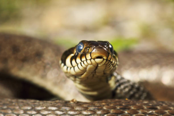 istock head of grass snake looking at the camera 1176375776