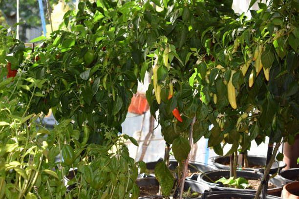 istock hot chili on plant 1176375828