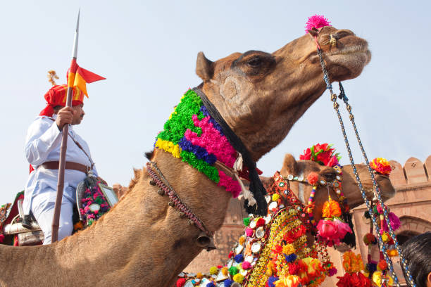 festival do camelo em bikaner, rajasthan, india - camel fair - fotografias e filmes do acervo