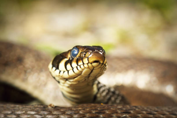 istock portrait of curious grass snake looking at the camera 1176375858