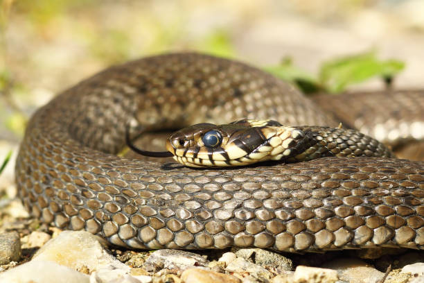 istock Natrix Natrix basking in natural habitat 1176375869