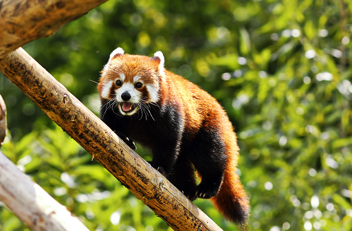red panda clinbing high ( Ailurus fulgens )
