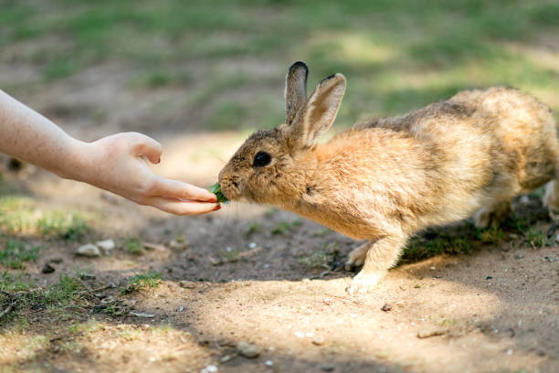istock Wild rabbit's feeding from handson Lokrum island, Croatia 1176375902