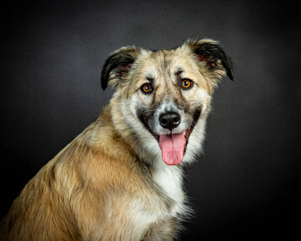 犬 - photography portrait fine art portrait dog ストックフォトと画像