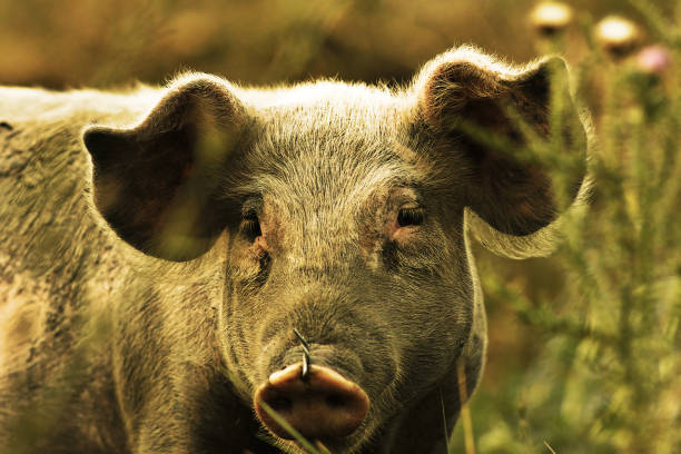 young domestic pig portrait stock photo