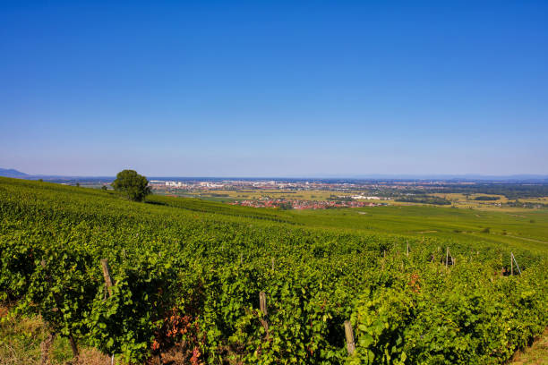 istock the old town of Eguisheim 1176376119