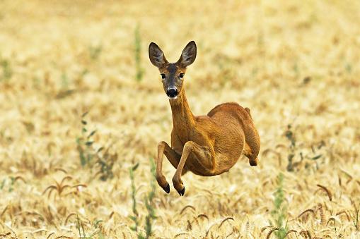 roe deer doe jumping in wheat field ( Capreolus capreolus )