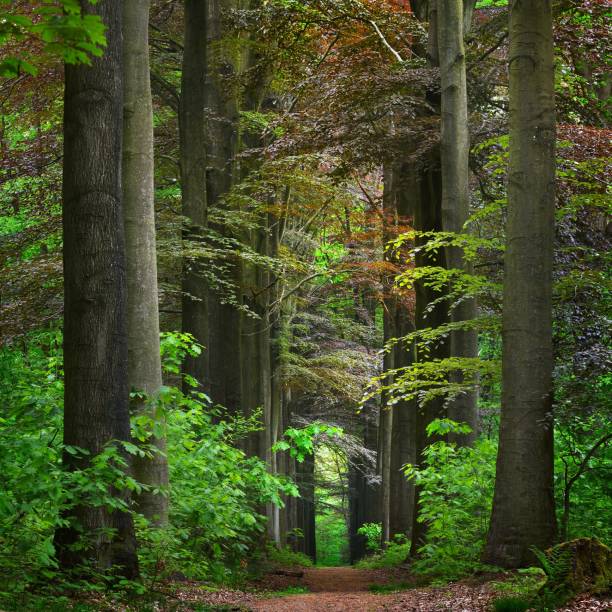 istock Walkway in a green Spring beech forest in Leuven, Belgium 1176378324