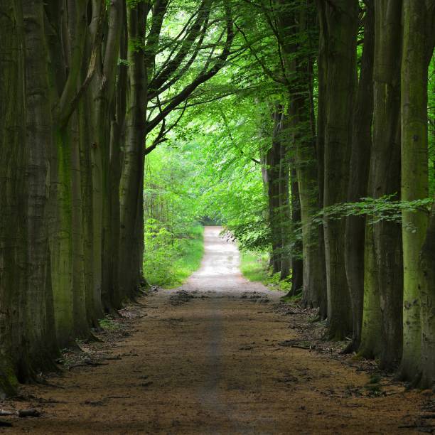 istock Walkway in a green Spring beech forest in Leuven, Belgium 1176378331