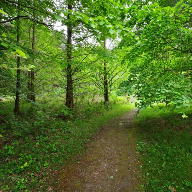 istock Walkway in a green Spring beech forest in Leuven, Belgium 1176378340