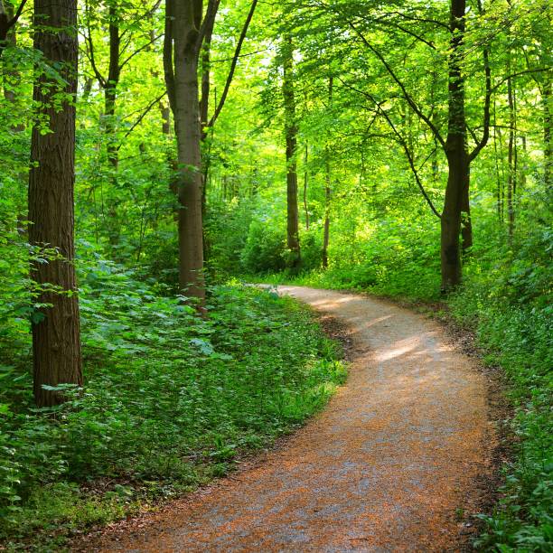 istock Walkway in a green Spring beech forest in Leuven, Belgium 1176378351
