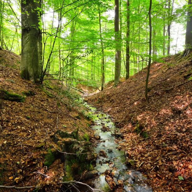 Forest spring on the hills in Belgium.