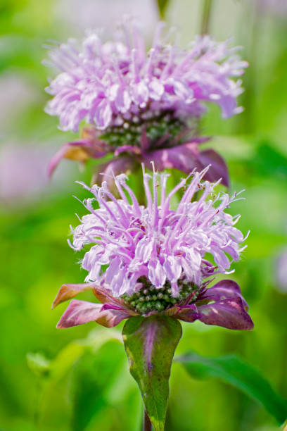istock wild bergamot, Monarda fistulosa 1176378482