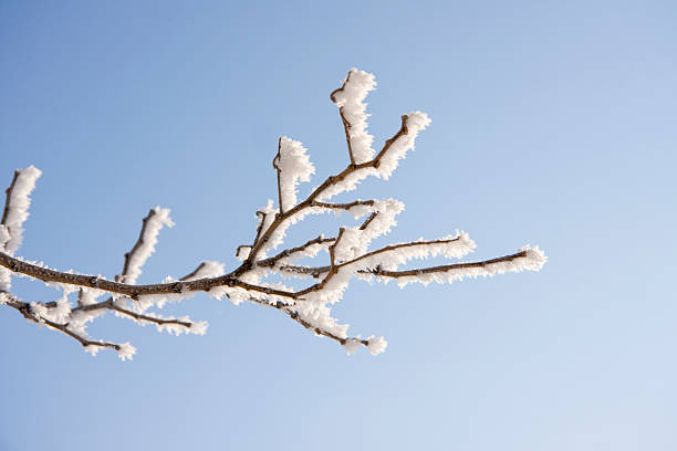 Branch of the snowy tree stock photo