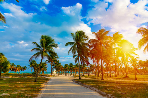 istock Palm trees in Crandon Park in Key Biscayne at sunset 1176379940