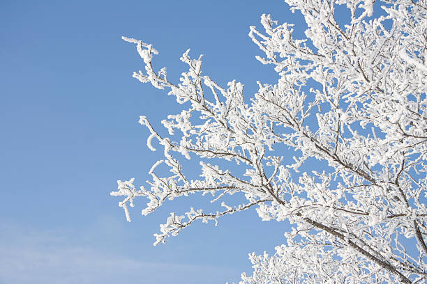 Branch of the snowy tree stock photo