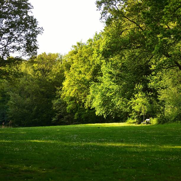 istock Den Haag central park. The Netherlands 1176380552