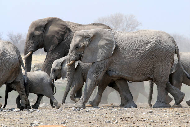 istock Elephant herd is running - Namibia Africa 1176381214