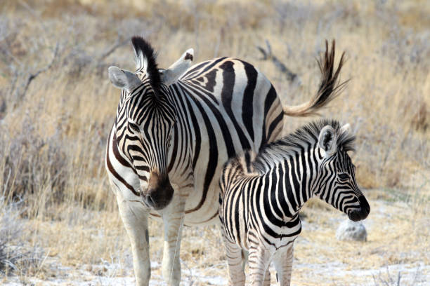 istock Zebra with baby - Namibia Africa 1176381327