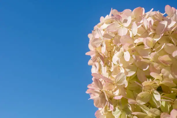Pale pink hydrangea flower against a sunny blue sky with copy space growing outdoors in the garden in summer
