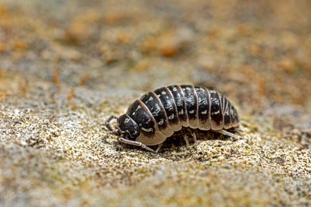 istock isopod woodlouse in the garden 1176385428