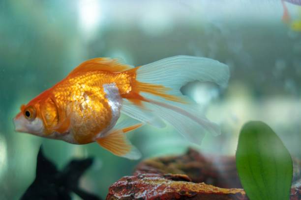 istock Goldfish in aquarium with green plants 1176385791