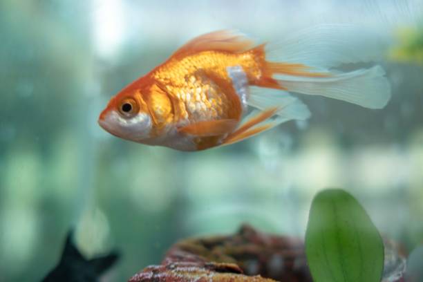 istock Goldfish in aquarium with green plants 1176385793