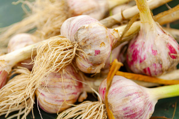istock Pile of garlic view from the top. 1176385960