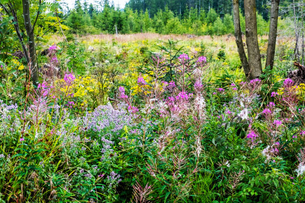istock Meadow flowers, Babia hora, Orava, Slovakia 1176386397